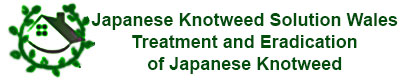 Japanes Knotweed 